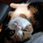 Profile Picture of Quynh Anh Luu (@pussy cosy sassy cat) on Flickr