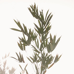 Profile Picture of Marc Langlois (@Marc Saint R?my) on Flickr