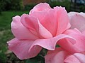 Profile Picture of Rosa 'Queen Elizabeth' - Wikipediaon Wikipedia