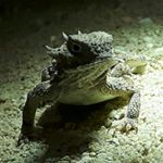 Profile Picture of Anton Ralph Schmid (@phrynosoma_austria) on Instagram