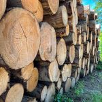 Profile Picture of tischler_joseph (@tischler_joseph) on Instagram