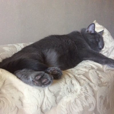 Profile Picture of Stevebanner (@StevenBanner7) on Twitter