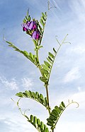 Profile Picture of Vicia sativaon Wikipedia