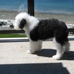 Marlene Abrahamson - Instagram Profile Picture of Marlene Abrahamson (@maplebeachdogs) on Instagram