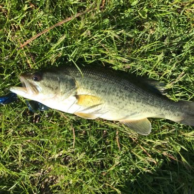 Profile Picture of Emu_fishing (@JoeyWakefield4) on Twitter