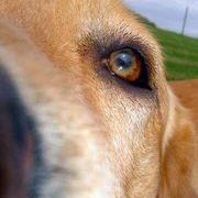 Profile Picture of Lori Ness (@loriness) on Pinterest