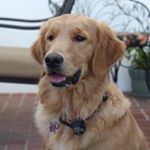 Profile Picture of Lacey Glick (@goldenonelacey) on Instagram