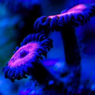 Profile Picture of Ralph Stayer (@RalphStayer) on Twitter