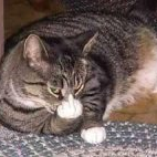 Profile Picture of Art Tovar (@zamupicenoj) on Twitter