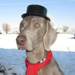 Profile Picture of Kristi Goble (@ruby_the_weimaraner) on Instagram