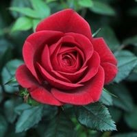 Profile Picture of Syed Imran Jamil (@syed-imran-jamil) on Quora