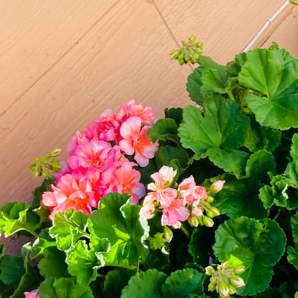 Profile Picture of Cristal Perez (@cristal_08882) on Poshmark