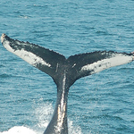 Profile Picture of Jeff Stewart (@CapeMayWhaleWatcher) on Flickr