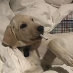 Profile Picture of Jacob Alfaro (@jacob_alfaro22) on Instagram