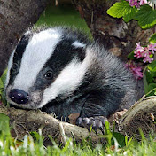 Profile Picture of Tom Badger (@tombadger2840) on Youtube