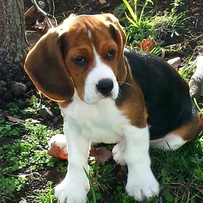 Profile Picture of Noel Walsh (@Nwalsh456) on Twitter