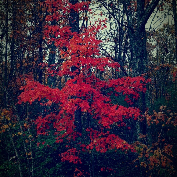 Profile Picture of Marcia Cotton (@mrcotton) on Poshmark