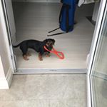 Profile Picture of Dixie (@dixie_roberts_dog2) on Instagram