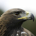 Profile Picture of Terry Pearce (@TerryPearce) on Flickr