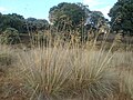 Profile Picture of Stipeae - Wikipediaon Wikipedia