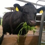 Profile Picture of Thomas Stamm (@hofweidengartenlaudenbach) on Instagram