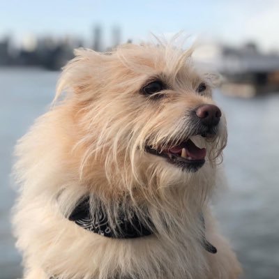 Profile Picture of Gunner MBE🎖, Un Perro Andy 🇲🇽 & SGT El Jefe (@jim73194352) on Twitter