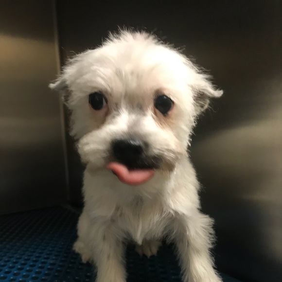 Profile Picture of Ashley Gilloon (@ladyashley3) on Poshmark