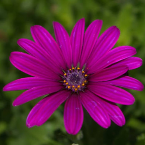 Profile Picture of Eun Choi (@eygchoi76) on Poshmark