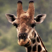Profile Picture of Timothy Dunbar (@tim32209) on Youtube