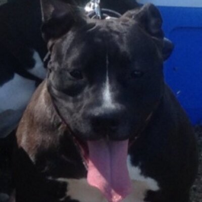 Profile Picture of Steven Apostolidis (@posta76) on Twitter