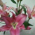 Profile Picture of Winnie Chui (@winnie.chui.148) on Instagram