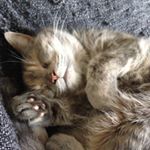 Profile Picture of Audrey Lumpy Princess (@audrey_the_lump) on Instagram