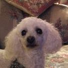 Profile Picture of Joann Parris (@jbparr4) on Pinterest