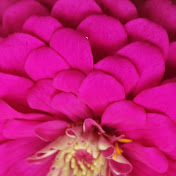 Profile Picture of C Cannon (@ccannon2059) on Youtube