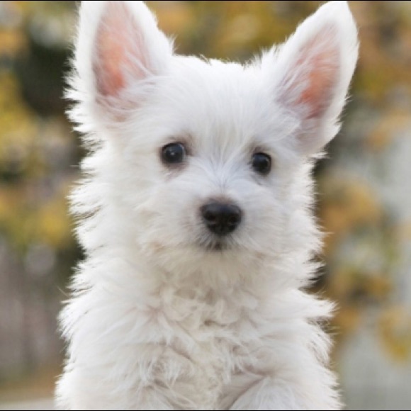 Profile Picture of Loretta Pope (@lorettapope) on Poshmark