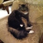 Profile Picture of Sarosh Ahmed (@sarosh317) on Instagram