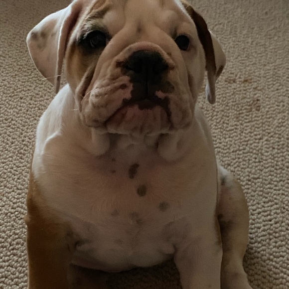 Profile Picture of Debra Gleiter (@debragleiter) on Poshmark