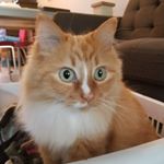 Profile Picture of Frederick thordarson (@thordarsonfrederick) on Instagram