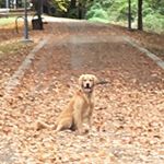 Profile Picture of Ryan Dickerman (@bigpapaandhisdog) on Instagram