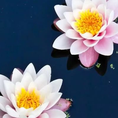 Profile Picture of Violeta Frejas (@FrejasVioleta) on Twitter