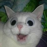 Arnold Galvez - Instagram Profile Picture of Arnold Galvez (@arnoldxglz) on Instagram