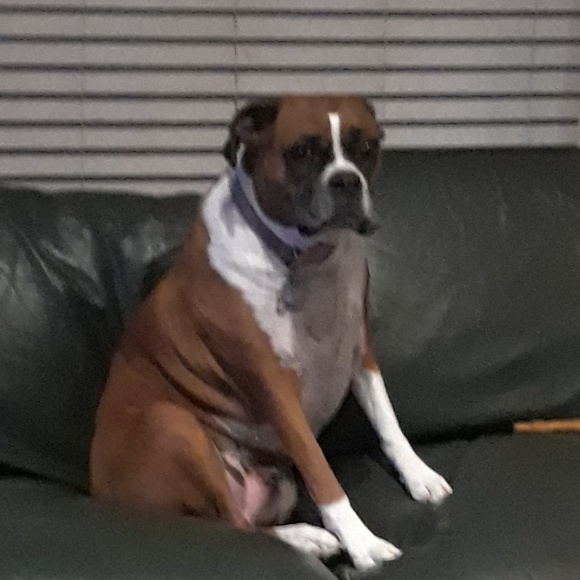 Profile Picture of Elizabeth Mcclernon (@elizabethmccler) on Poshmark