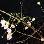 Profile Picture of Kennelly (@kennellypatle) on Instagram