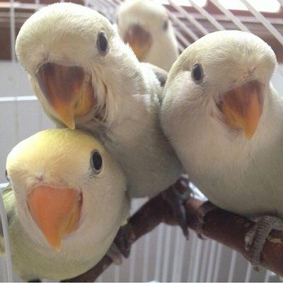 Profile Picture of Samuel Mikhail (@smikhail5) on Twitter