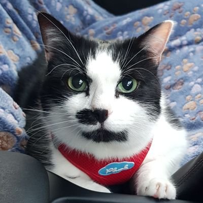 Profile Picture of Jason (& Cookie  🐾, Alice  🐾 & Shrew  🐾) (@RealJasonCahill) on Twitter