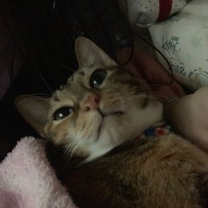 Profile Picture of Katherine Chung (@katherinezoz) on Twitter