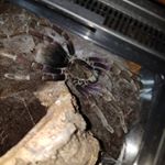 Profile Picture of Andrew Ahn (@arachnida_holic) on Instagram