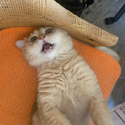 Alex Webster - Youtube Profile Picture of Alex Webster (@alexwebster4104) on Youtube