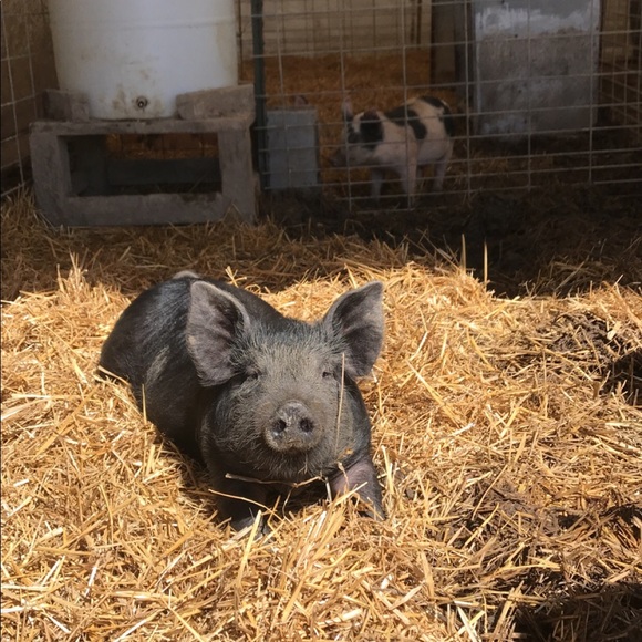 Profile Picture of Megan Knoff (@mokniff) on Poshmark