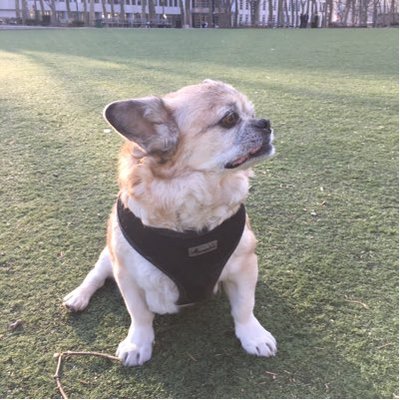 Profile Picture of Stacy Alldredge (@stacydogs) on Twitter